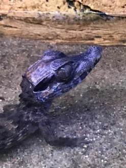 Kilehovedet Dværg kaiman (Paleosuchus Trigonatus)