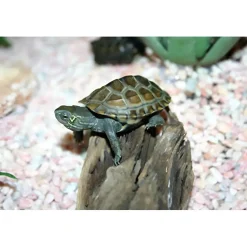 Kinesisk trekølsskildpadde (Mauremys reevesii)