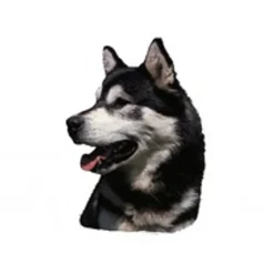 Klistermærke af Alaskan Malamute Hoved Stor