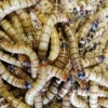 Kæmpe melorme 100 gram (Zophobas morio)