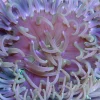 Langtentanklet anemone (Macrodactyla Metallic Long Tentacle)
