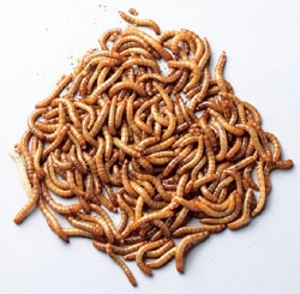 Melorme 100 gram (Tenebrio molitor)