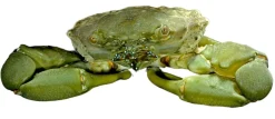 Mitrax Krabbe (Mithraculus sculptus)