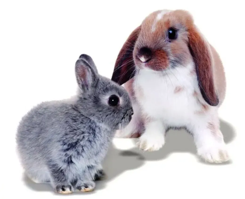 Mr Johnson Kaninfoder Advance Rabbit 10 kg