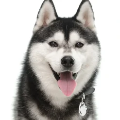 My Family Hundetegn Friends Siberian Husky Sort