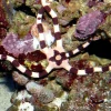 Ophiolepis Superba slangesøstjerne