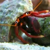 Orangekloet Eremitkrebs (Calcinus tibicen) 2-3 cm