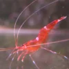 Parhippolyte Uveae Rød reje
