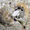 Plakobranchus Ocellata søsnegl