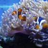 Radianthus Colored Anemone (Heteractis magnifica)