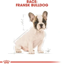 Royal Canin French Bulldog Puppy 10 kg - tørfoder til hvalpe