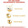 Royal Canin Pug Adult 1,5 kg - tørfoder til mops
