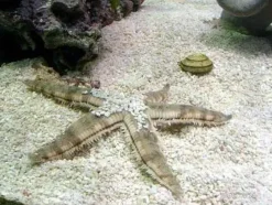 Sand søstjerne (Archaster typicus) 4-6 cm