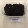 Springhaler - Collembola sp.