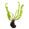 Tropica Akvarieplante Aponogeton longiplumulosus knold x 5