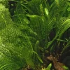 Tropica Akvarieplante Aponogeton madagascariensis knolde x 5