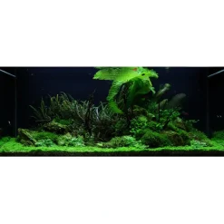 Tropica Akvarieplante Aponogeton boivinianus knold x 5