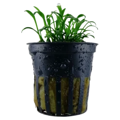 Tropica Akvarieplante i potte Cryptocoryne parva