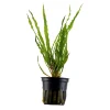 Tropica Akvarieplante i potte Cryptocoryne crispatula