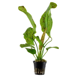 Tropica Akvarieplante i potte Echinodorus Ozelot green