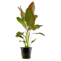 Tropica Akvarieplante i potte Echinodorus Ozelot