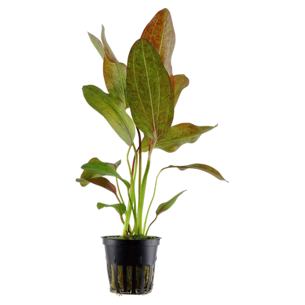 Tropica Akvarieplante i potte Echinodorus Ozelot