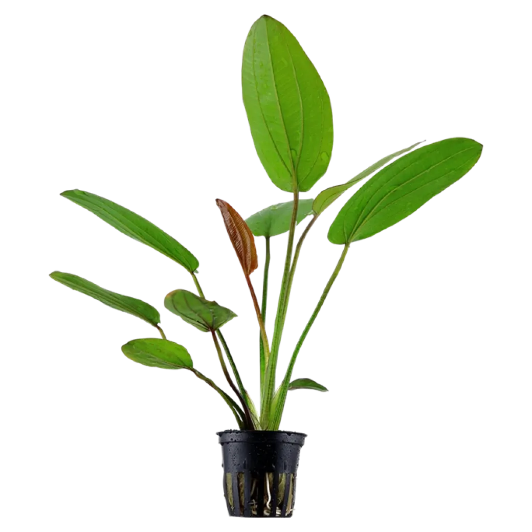 Tropica Akvarieplante i potte Echinodorus x barthii