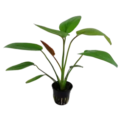 Tropica Akvarieplante i potte Echinodorus x barthii