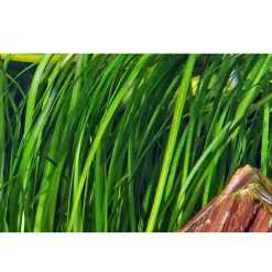 Tropica Akvarieplante i potte Vallisneria spiral (Tiger)