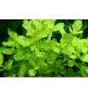 Tropica Akvarieplante i potte Shinnersia Rivularis Weiss-Grün