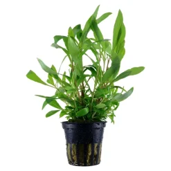 Tropica Akvarieplante i potte Hygrophila Siamensis 53B