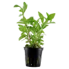 Tropica Akvarieplante i potte Hygrophila polysperma Rosanervig