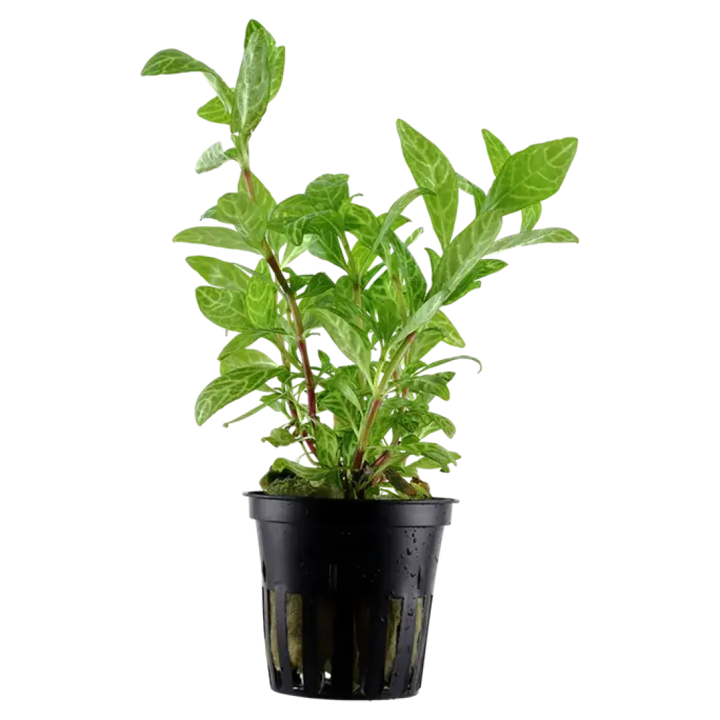 Tropica Akvarieplante i potte Hygrophila polysperma Rosanervig