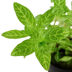 Tropica Akvarieplante i potte Hygrophila polysperma Rosanervig