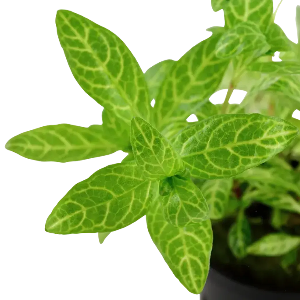Tropica Akvarieplante i potte Hygrophila polysperma Rosanervig
