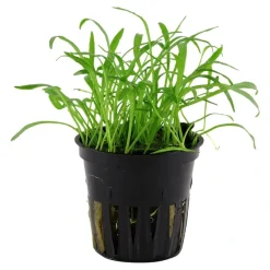Tropica Akvarieplante i potte Lilaeopsis brasiliensis