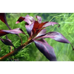 Tropica Akvarieplante i potte Ludwigia glandulosa