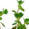 Tropica Akvarieplante i potte Rotala rotundifolia