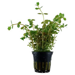 Tropica Akvarieplante i potte Rotala rotundifolia