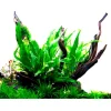 Tropica Akvarieplante i potte Microsorum pteropus