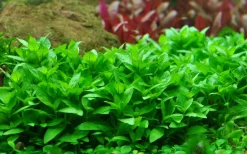 Tropica Akvarieplante i potte Staurogyne repens