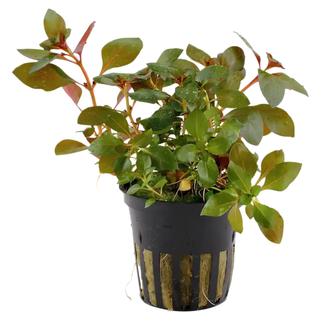 Tropica Akvarieplante i potte Ludwigia repens Rubin