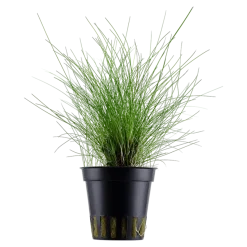 Tropica Akvarieplante ipotte Eleocharis parvula