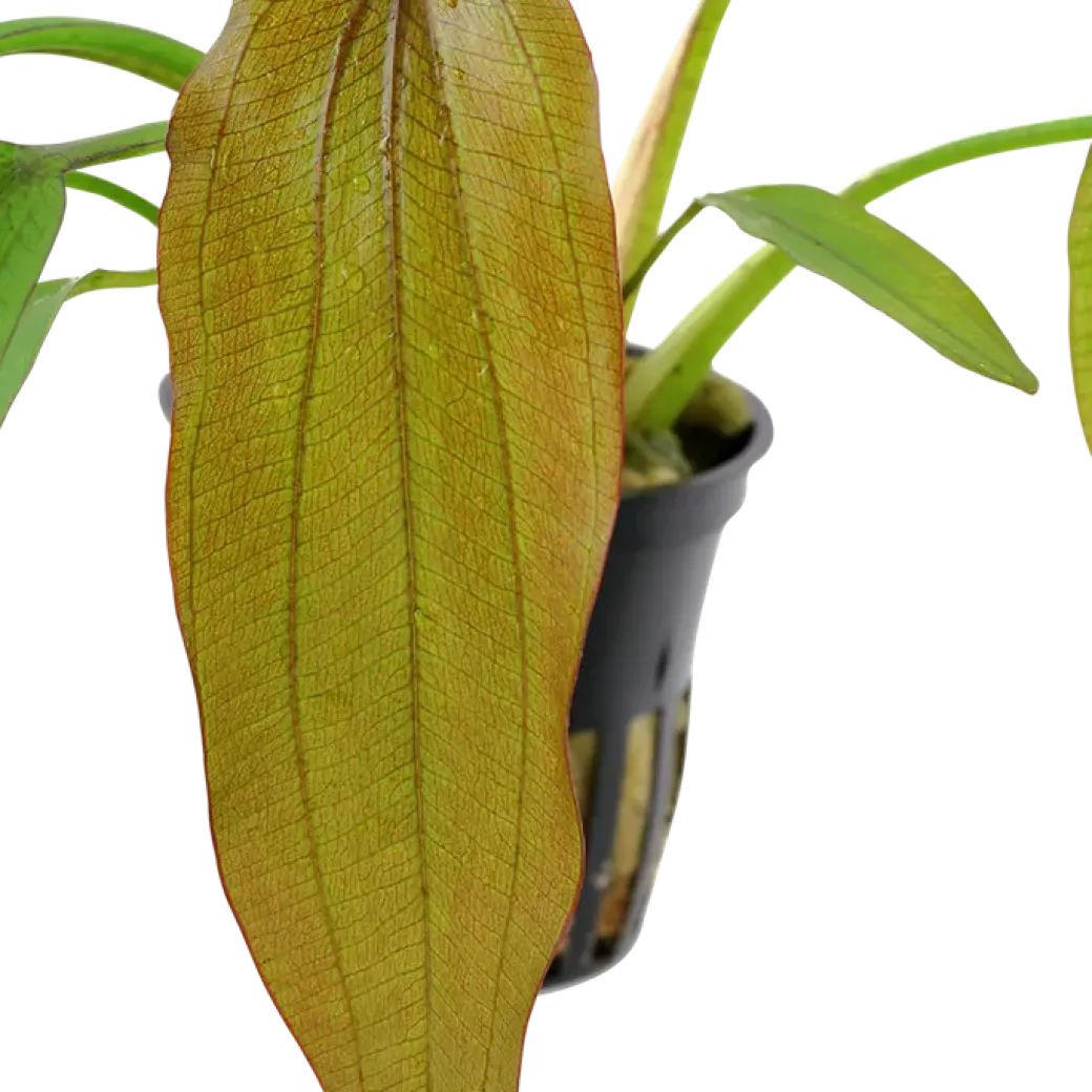 Tropica Akvarieplante i potte Echinodorus Red Diamond