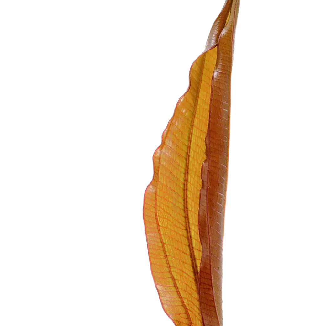 Tropica Akvarieplante i potte Echinodorus Red Diamond