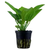 Tropica Akvarieplante i potte Echinodorus Aquartica