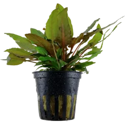 Tropica Akvarieplante i potte Cryptocoryne wendtii Tropica