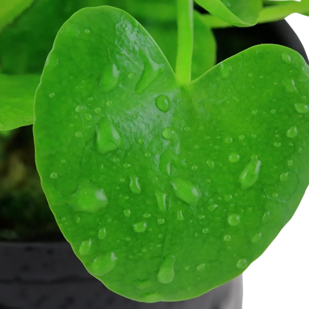 Tropica Akvarieplante i potte Nymphoides hydrophylla Taiwan