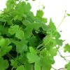 Tropica Akvarieplante i potte Hydrocotyle tripartita