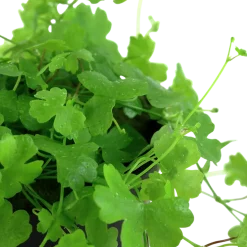 Tropica Akvarieplante i potte Hydrocotyle tripartita